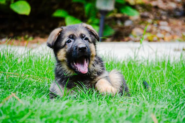German Shepherd Dog Puppies media 13