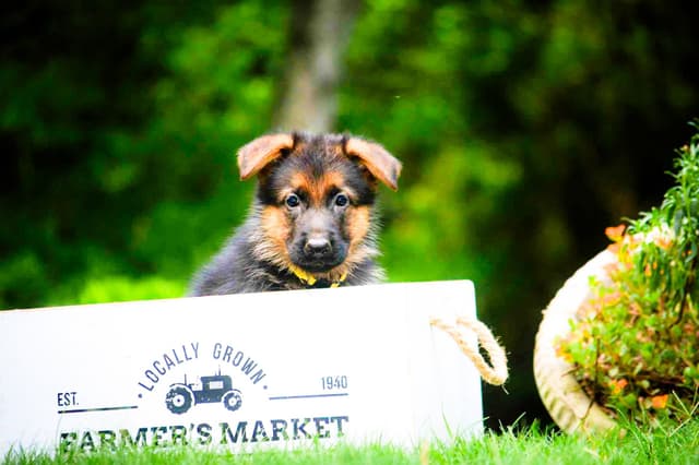 German Shepherd Dog Puppies media 14