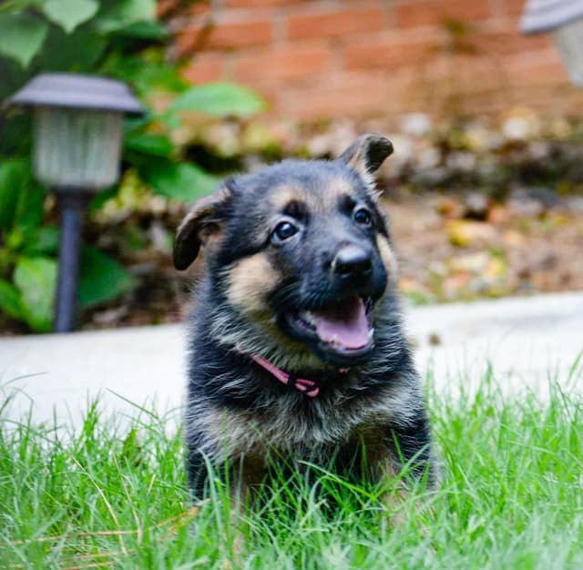 German Shepherd Dog Puppies media 17