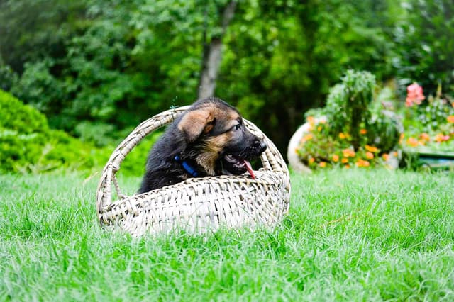 German Shepherd Dog Puppies media 18