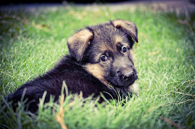 German Shepherd Dog Puppies media 20