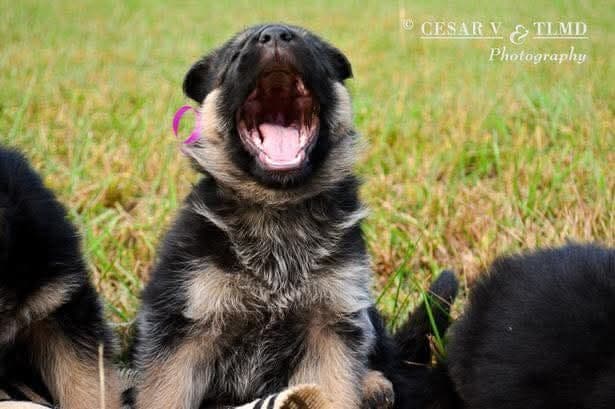 German Shepherd Dog Puppies breeder image 1