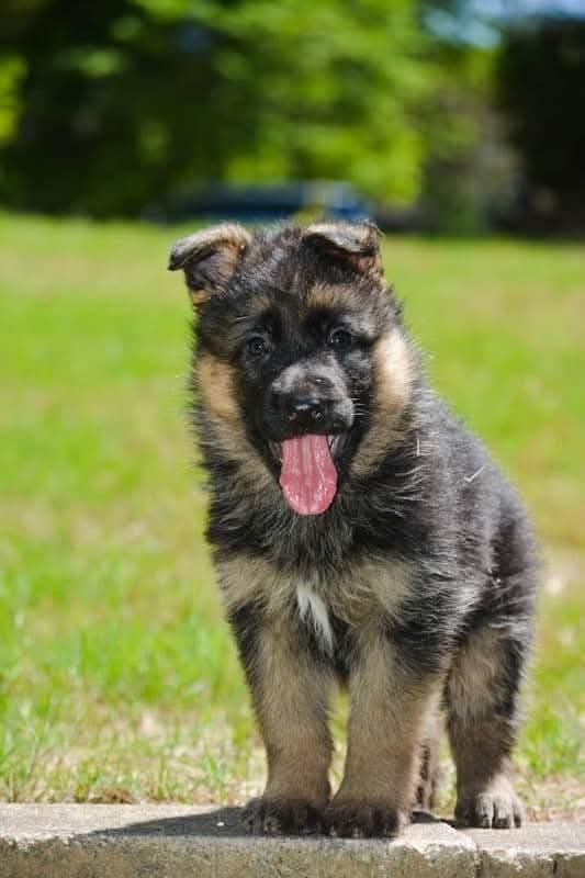German Shepherd Dog Puppies breeder image 4