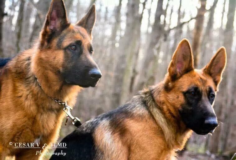 German Shepherd Dog Puppies breeder image 5