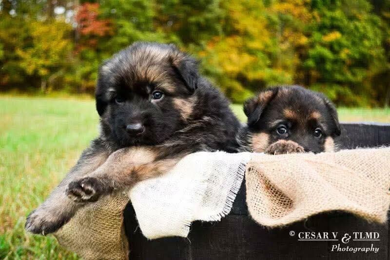 German Shepherd Dog Puppies breeder image 10