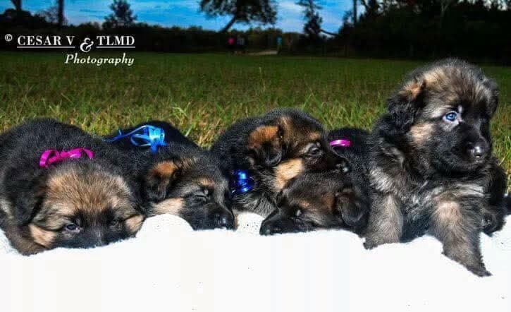 German Shepherd Dog Puppies breeder image 9