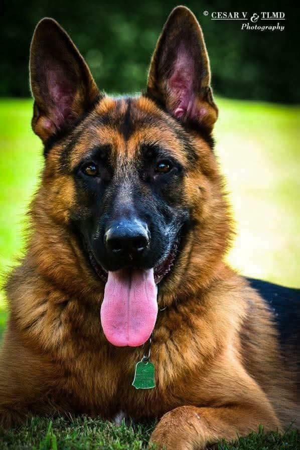 German Shepherd Dog Puppies breeder image 7