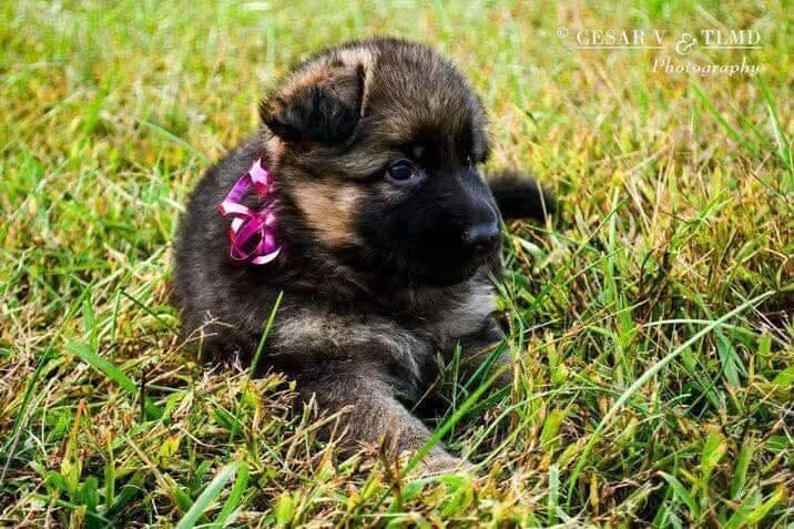 German Shepherd Dog Puppies breeder image 11