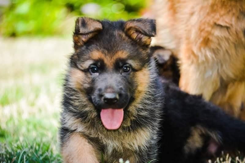 German Shepherd Dog Puppies breeder image 6
