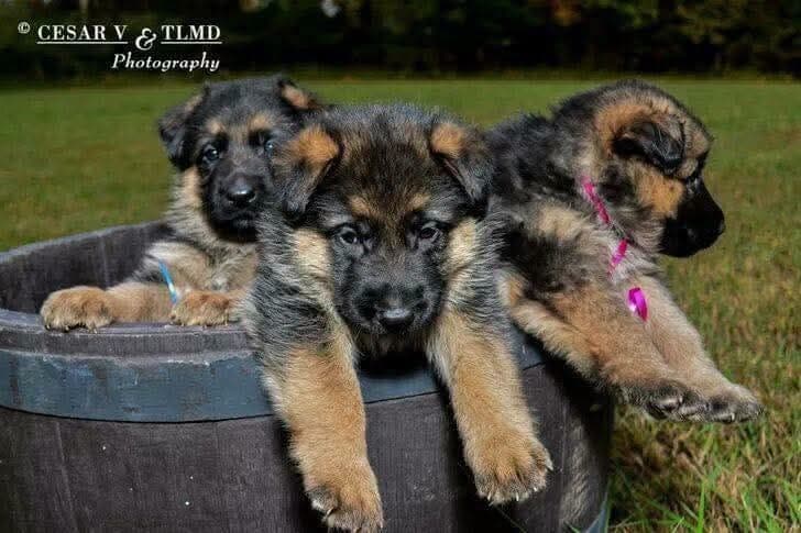 German Shepherd Dog Puppies breeder image 8