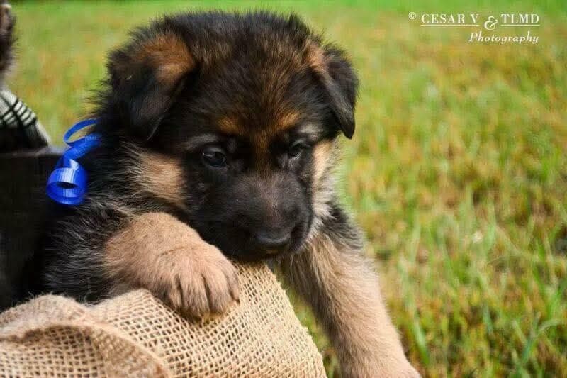German Shepherd Dog Puppies breeder image 12