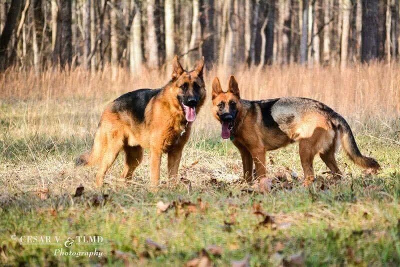 German Shepherd Dog Puppies breeder image 13