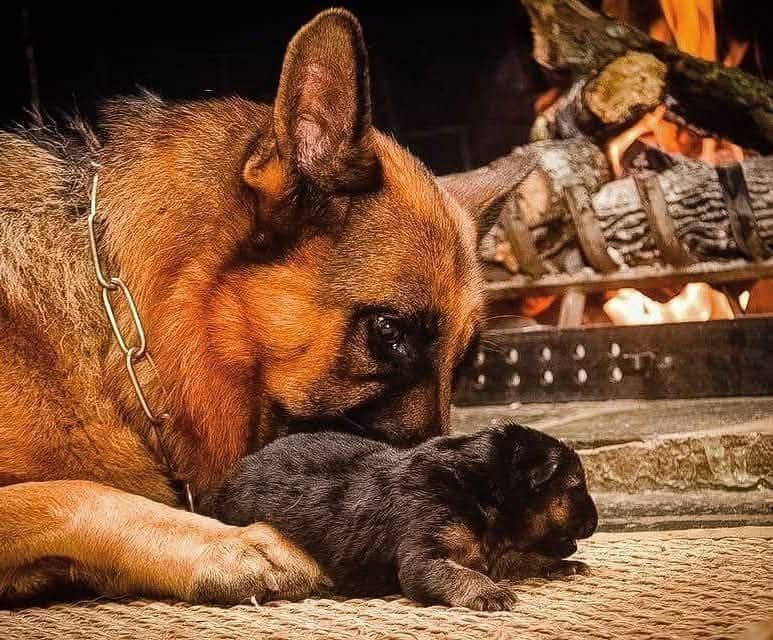 German Shepherd Dog Puppies breeder image 15