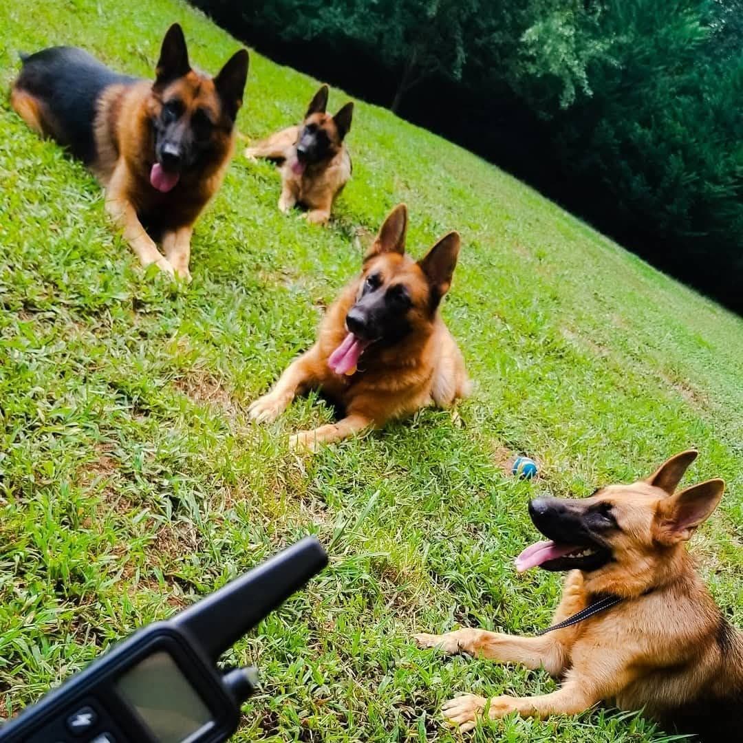 German Shepherd Dog Puppies breeder image 16