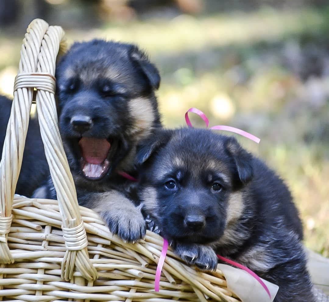 German Shepherd Dog Puppies breeder image 19