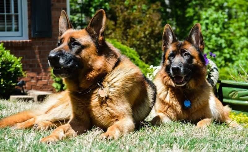 German Shepherd Dog Puppies breeder image 17