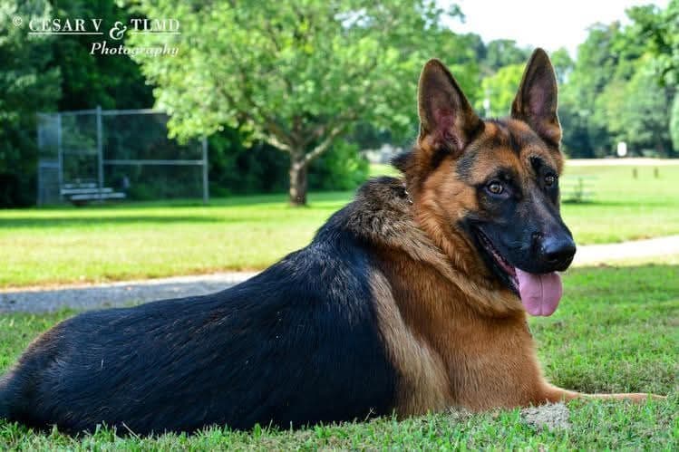 German Shepherd Dog Puppies breeder image 18