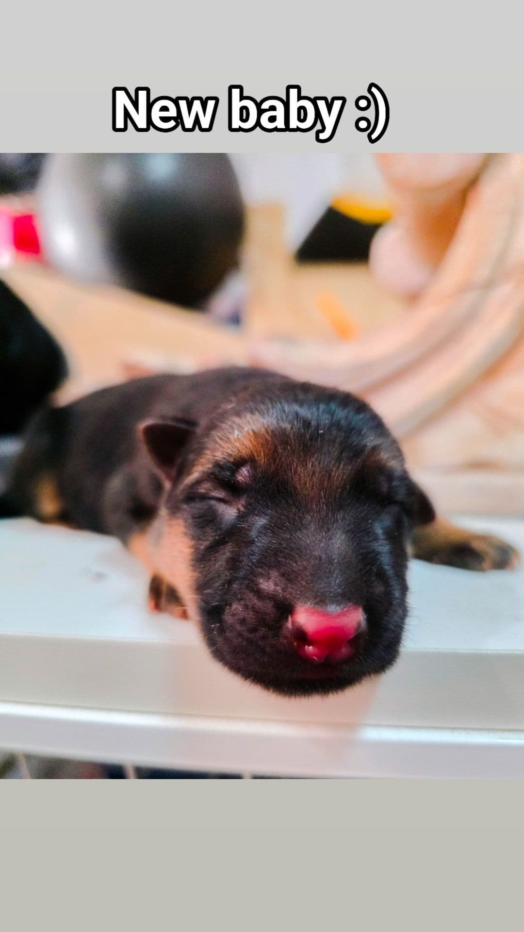 German Shepherd Dog Puppies breeder image 24