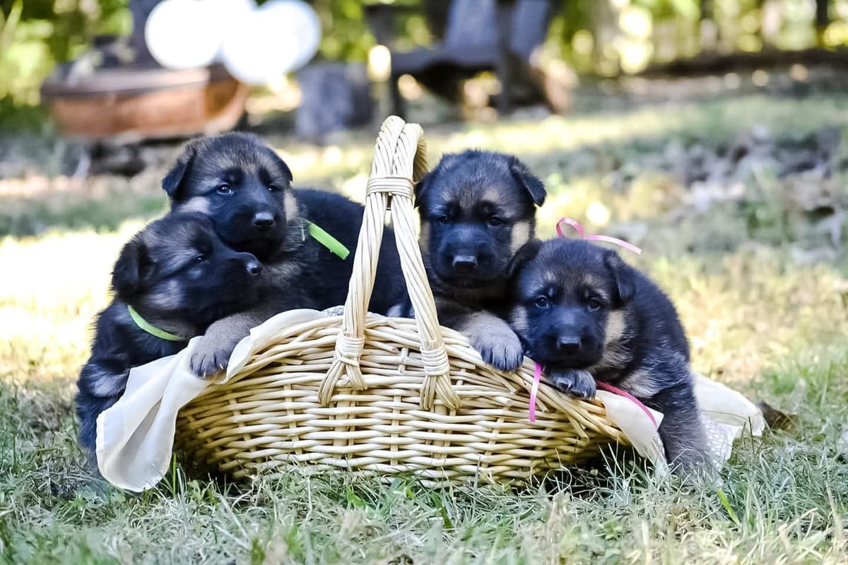 German Shepherd Dog Puppies breeder image 27