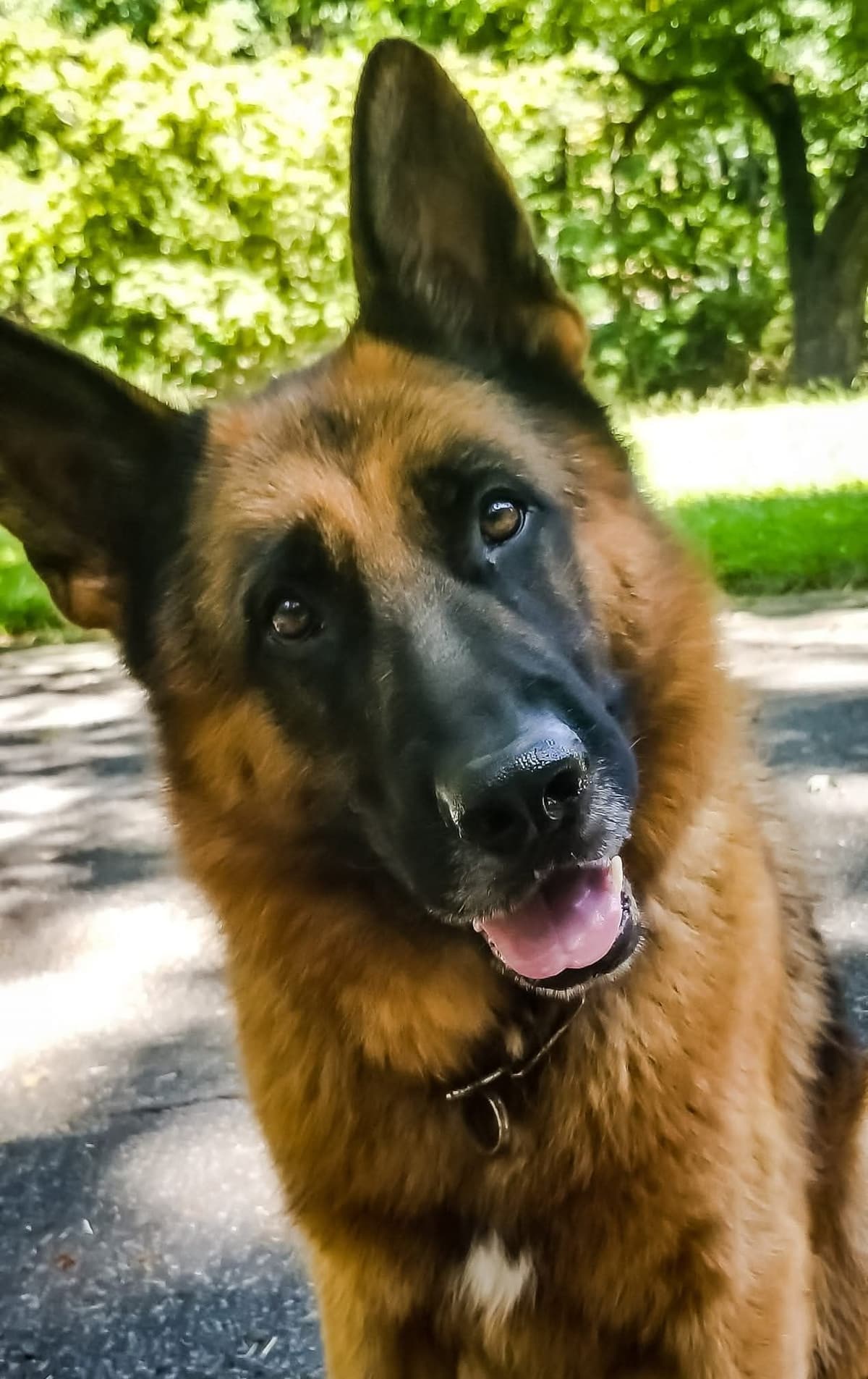German Shepherd Dog Puppies breeder image 25