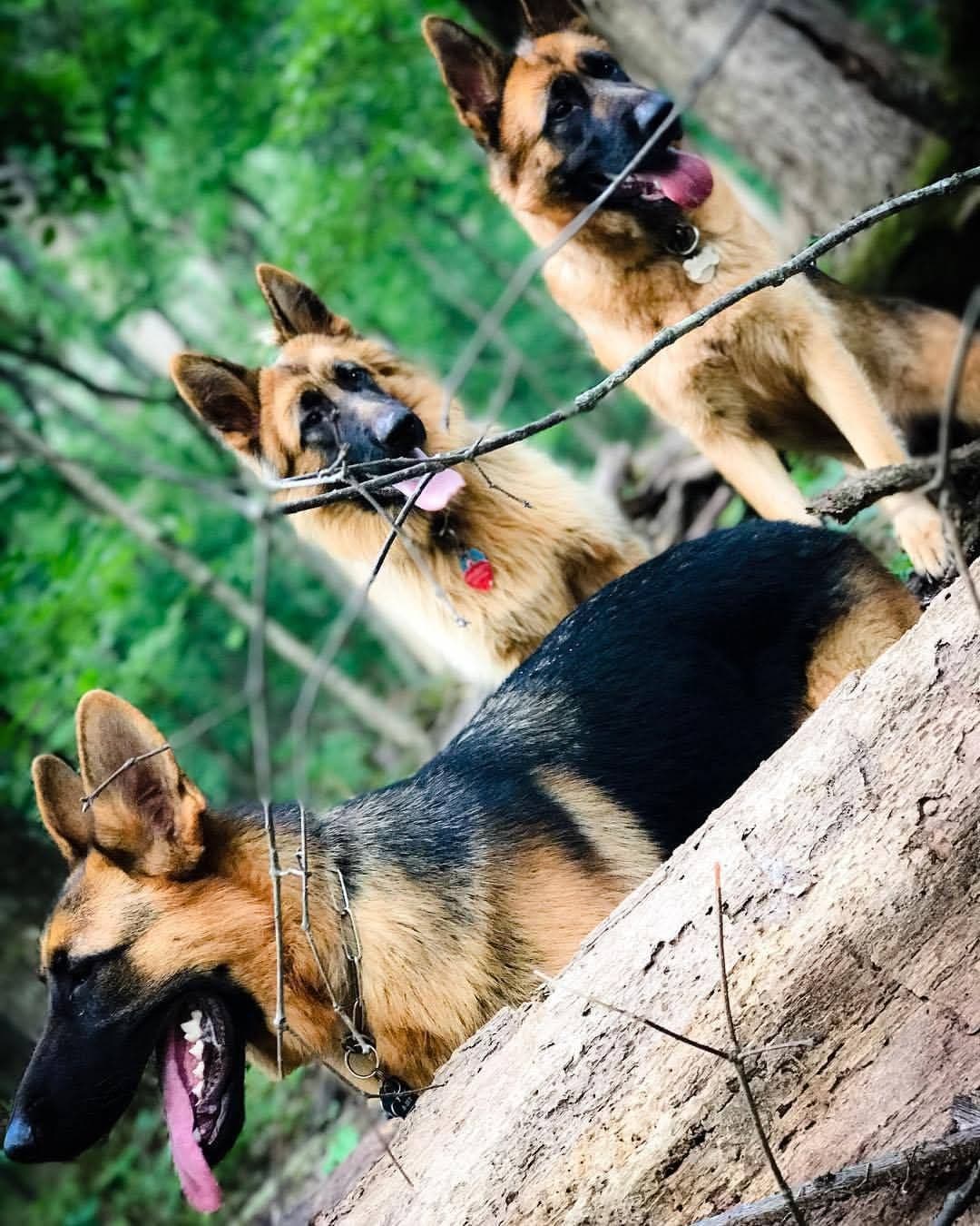 German Shepherd Dog Puppies breeder image 26
