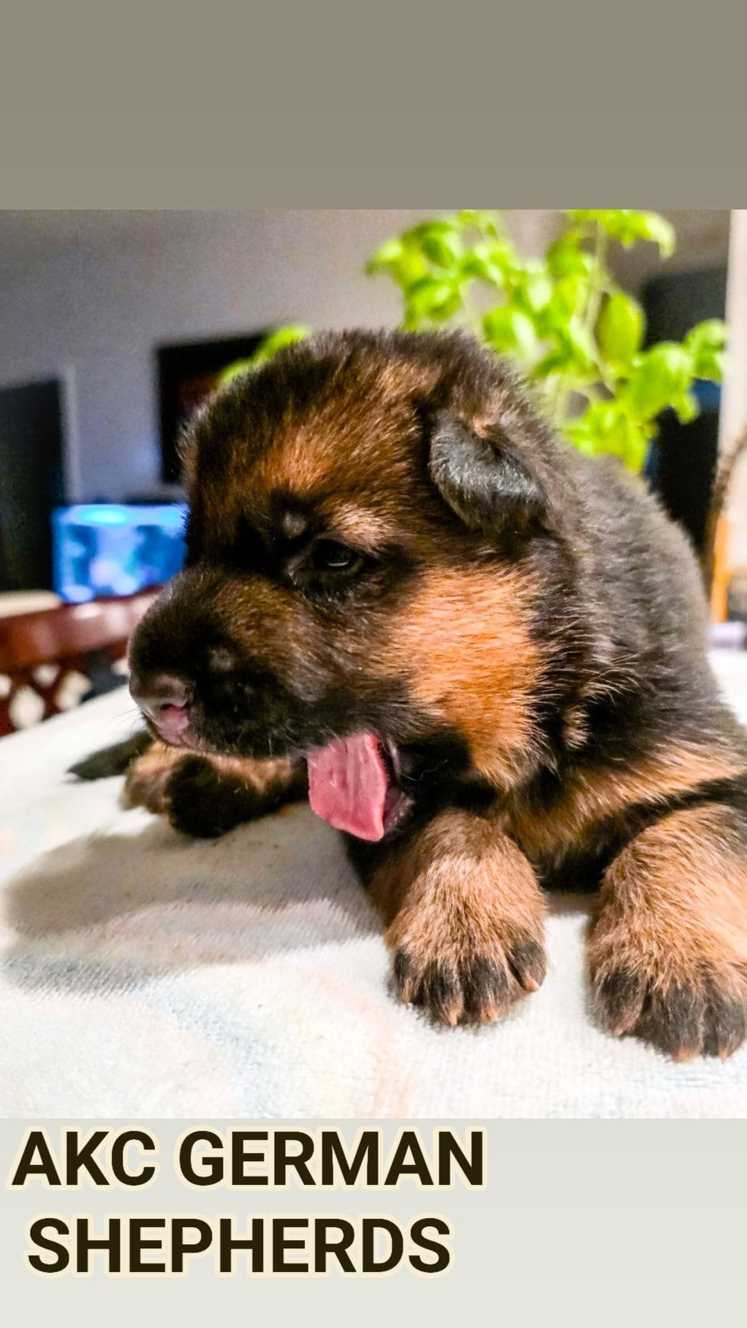 German Shepherd Dog Puppies breeder image 28
