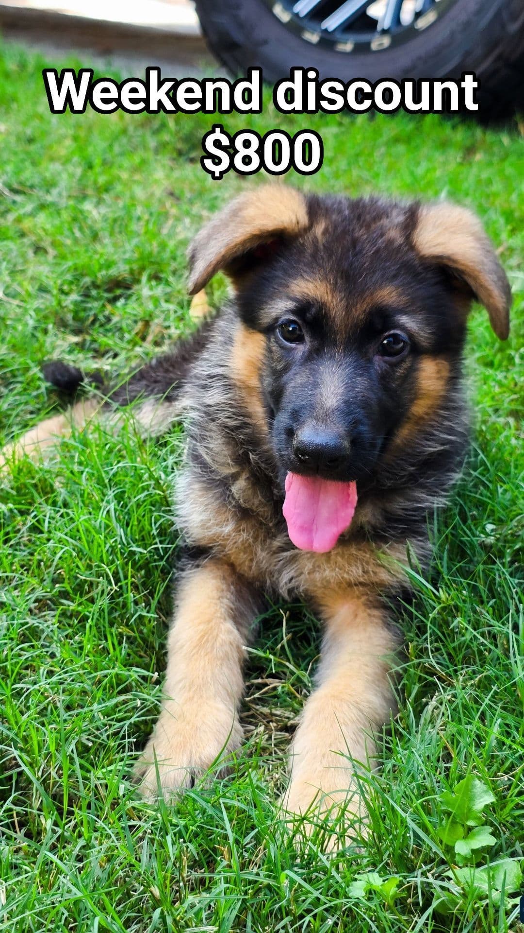 German Shepherd Dog Puppies breeder image 29