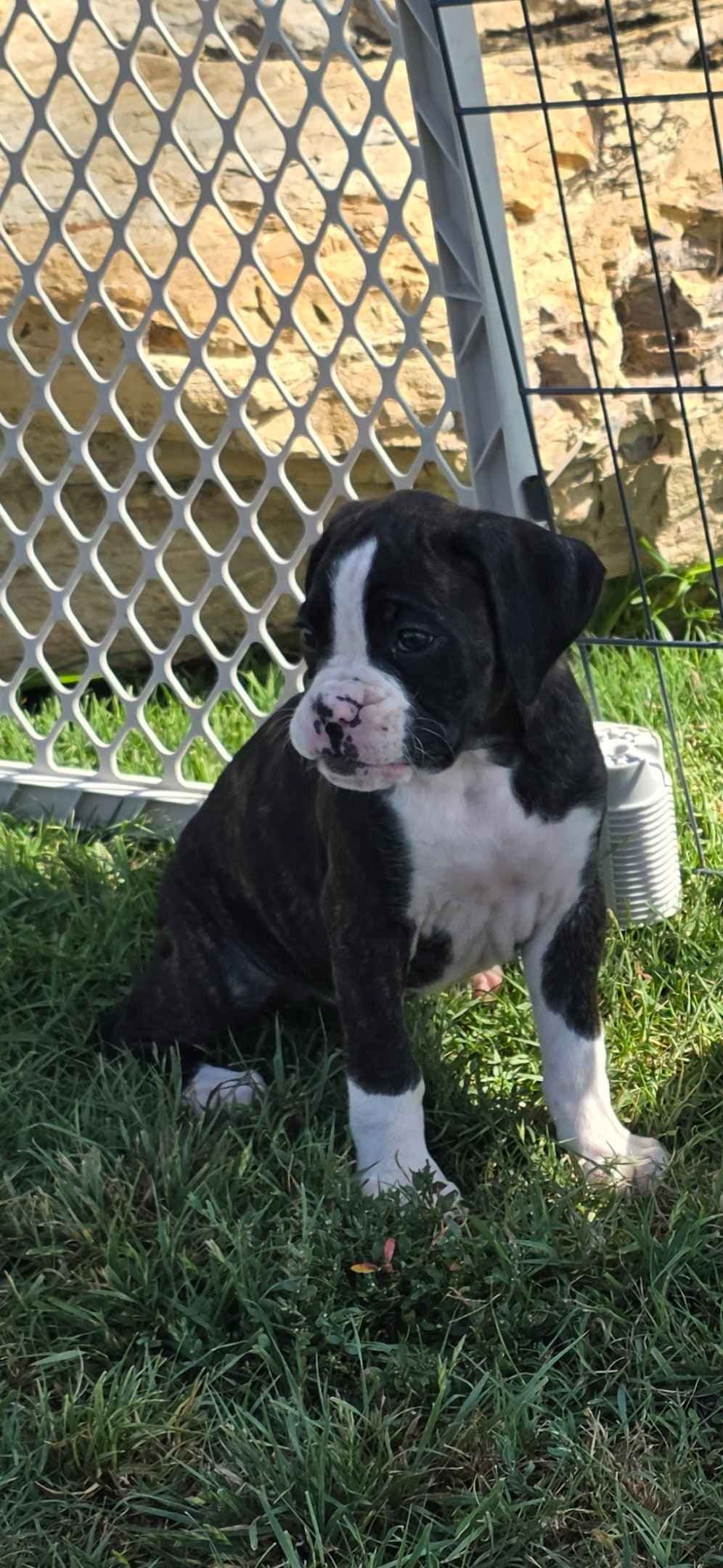 BOXER PUPPIES - 2 FEMALES BIG BEAUTIFUL AND HEALTHY. breeder image 3