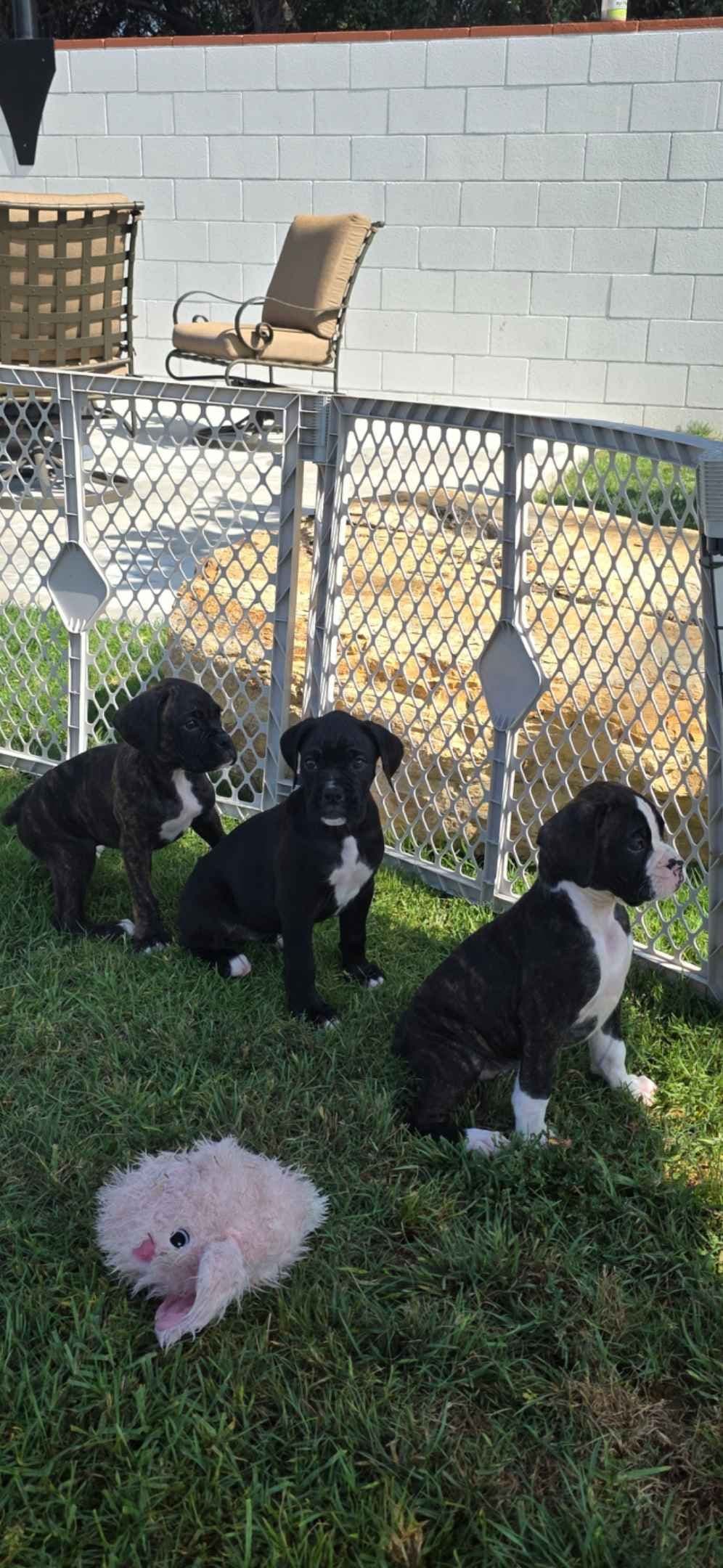 BOXER PUPPIES - 2 FEMALES BIG BEAUTIFUL AND HEALTHY. breeder image 2
