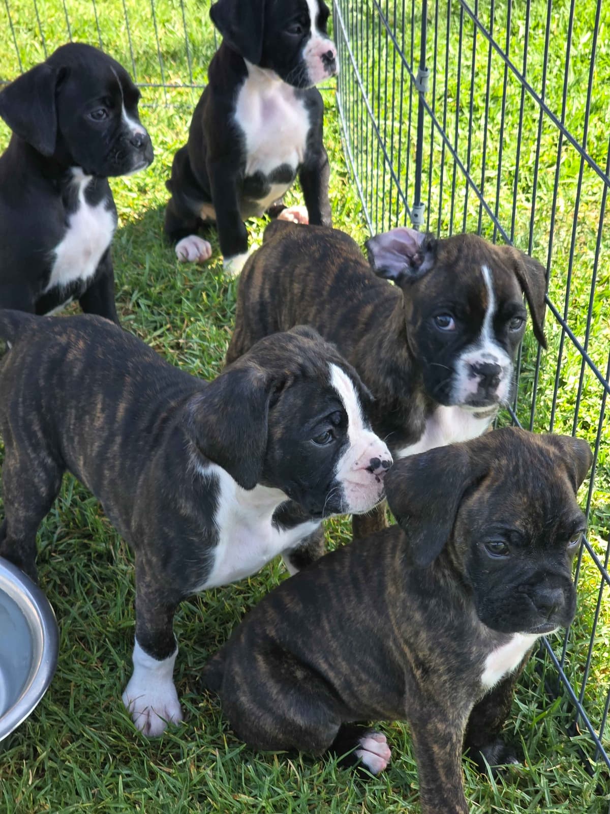 BOXER PUPPIES - 2 FEMALES BIG BEAUTIFUL AND HEALTHY. breeder image 4