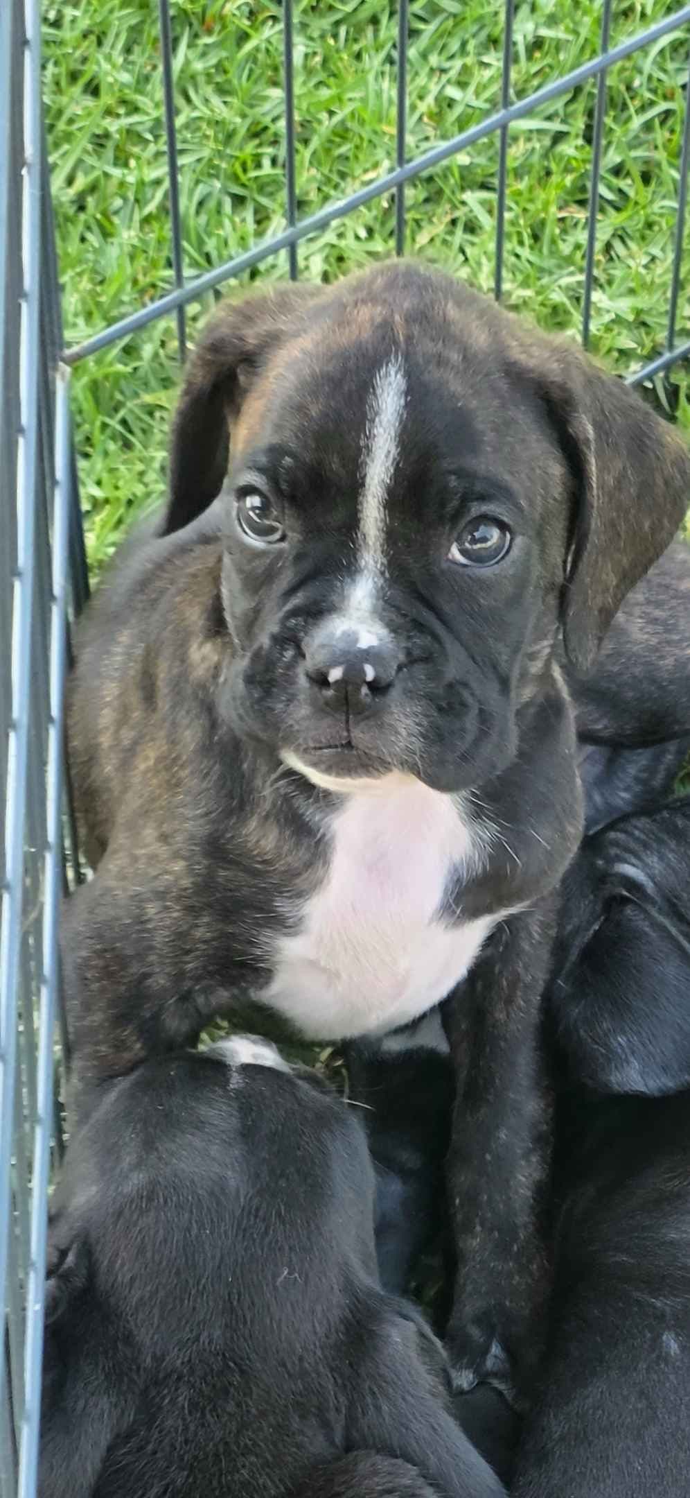 BOXER PUPPIES - 2 FEMALES BIG BEAUTIFUL AND HEALTHY. breeder image 5