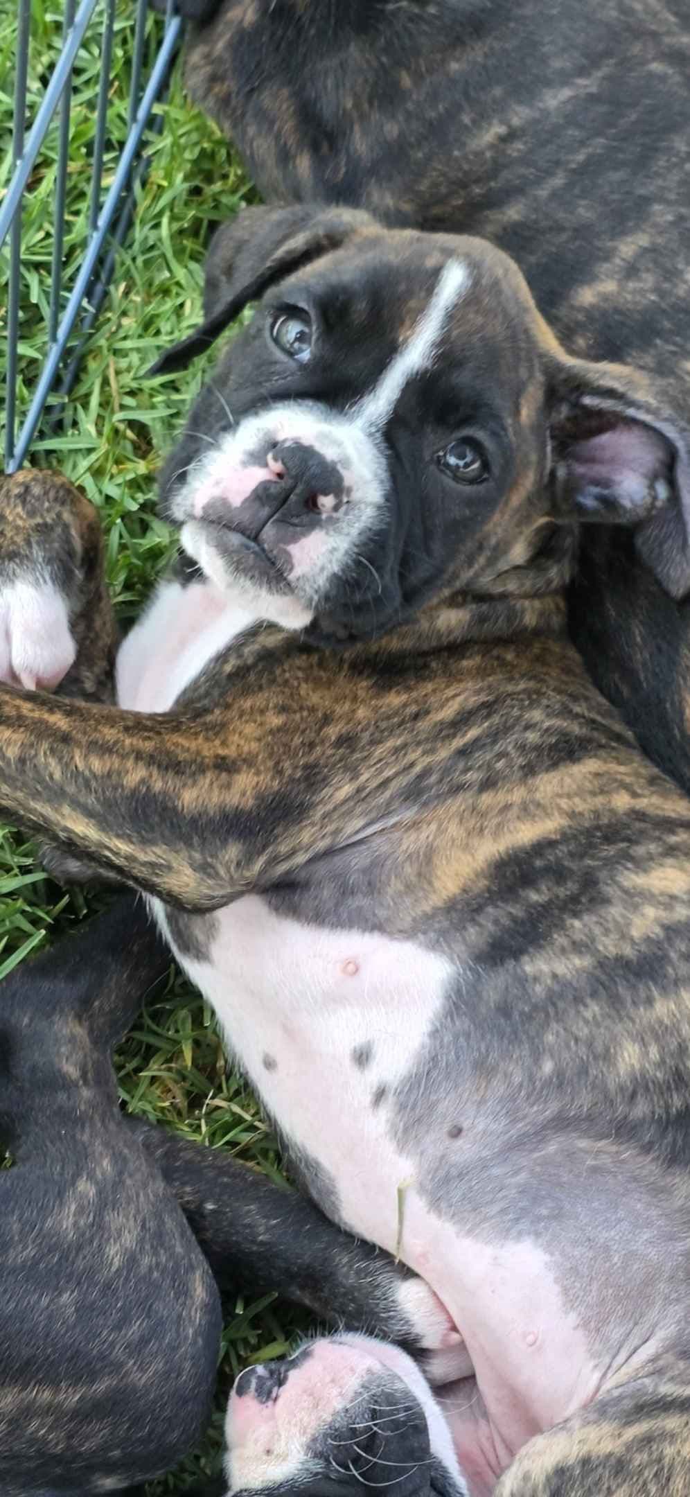 BOXER PUPPIES - 2 FEMALES BIG BEAUTIFUL AND HEALTHY. breeder image 6