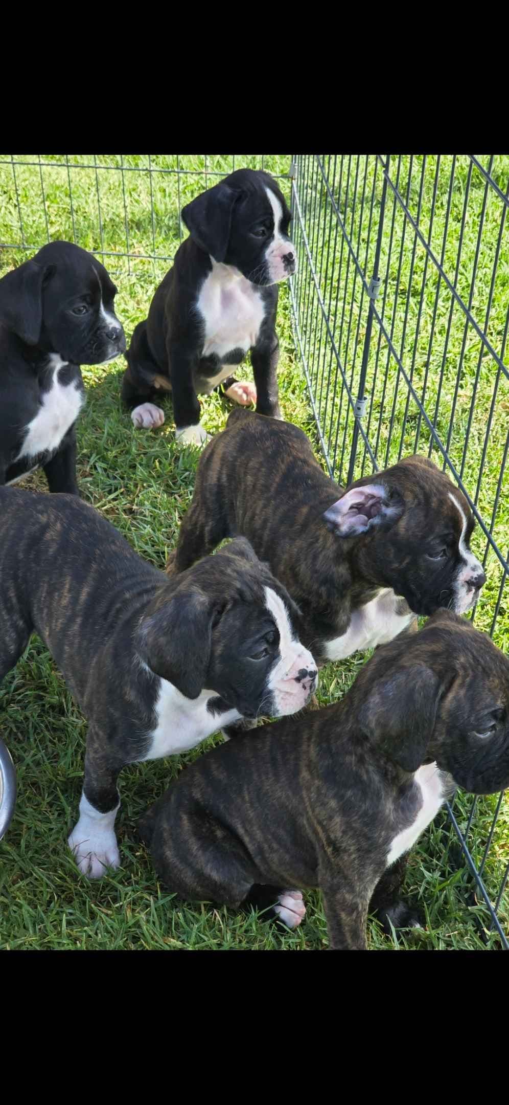 BOXER PUPPIES - 2 FEMALES BIG BEAUTIFUL AND HEALTHY. breeder image 8