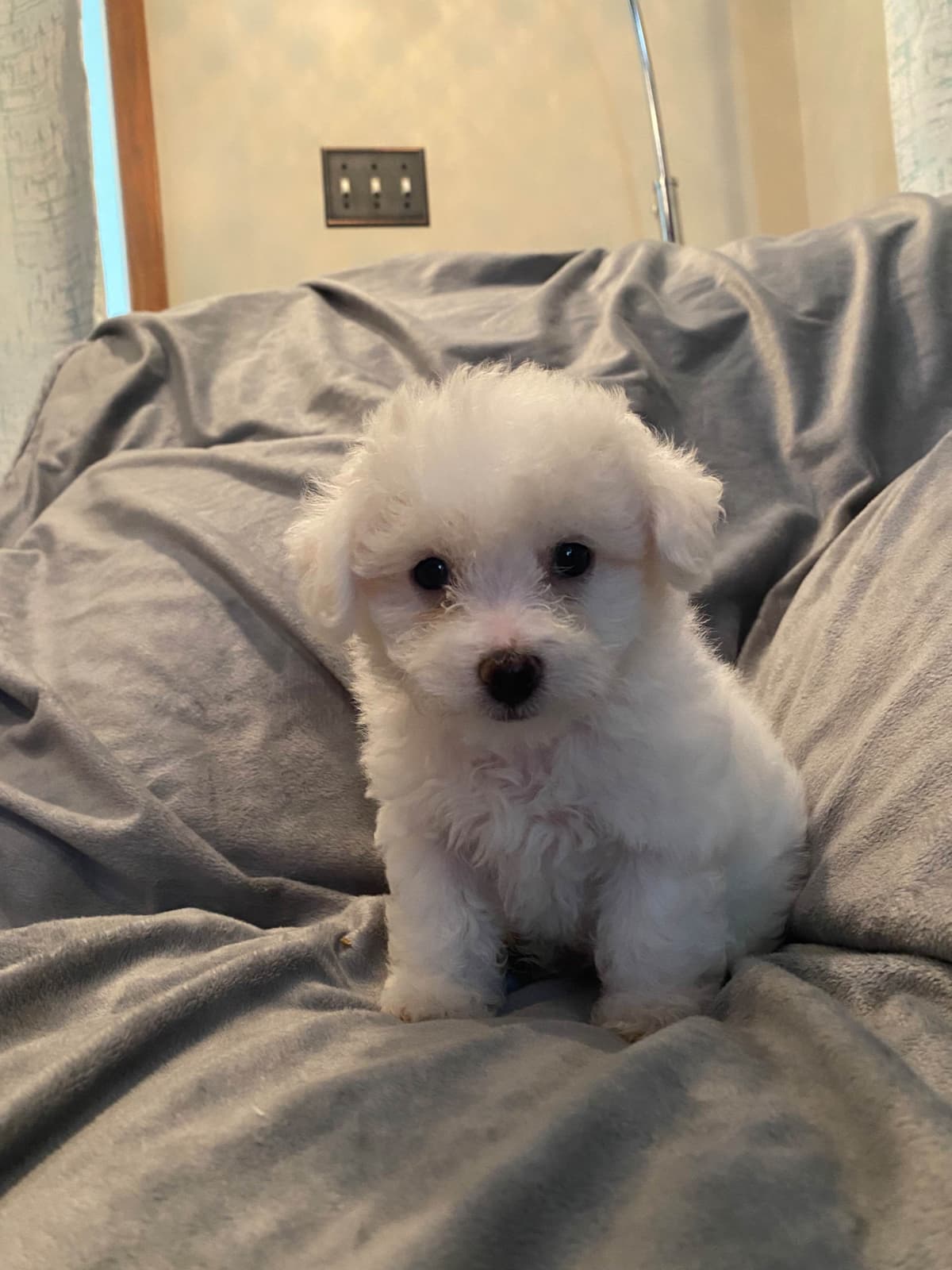 Bichon Frise Puppies 8 weeks breeder image 3
