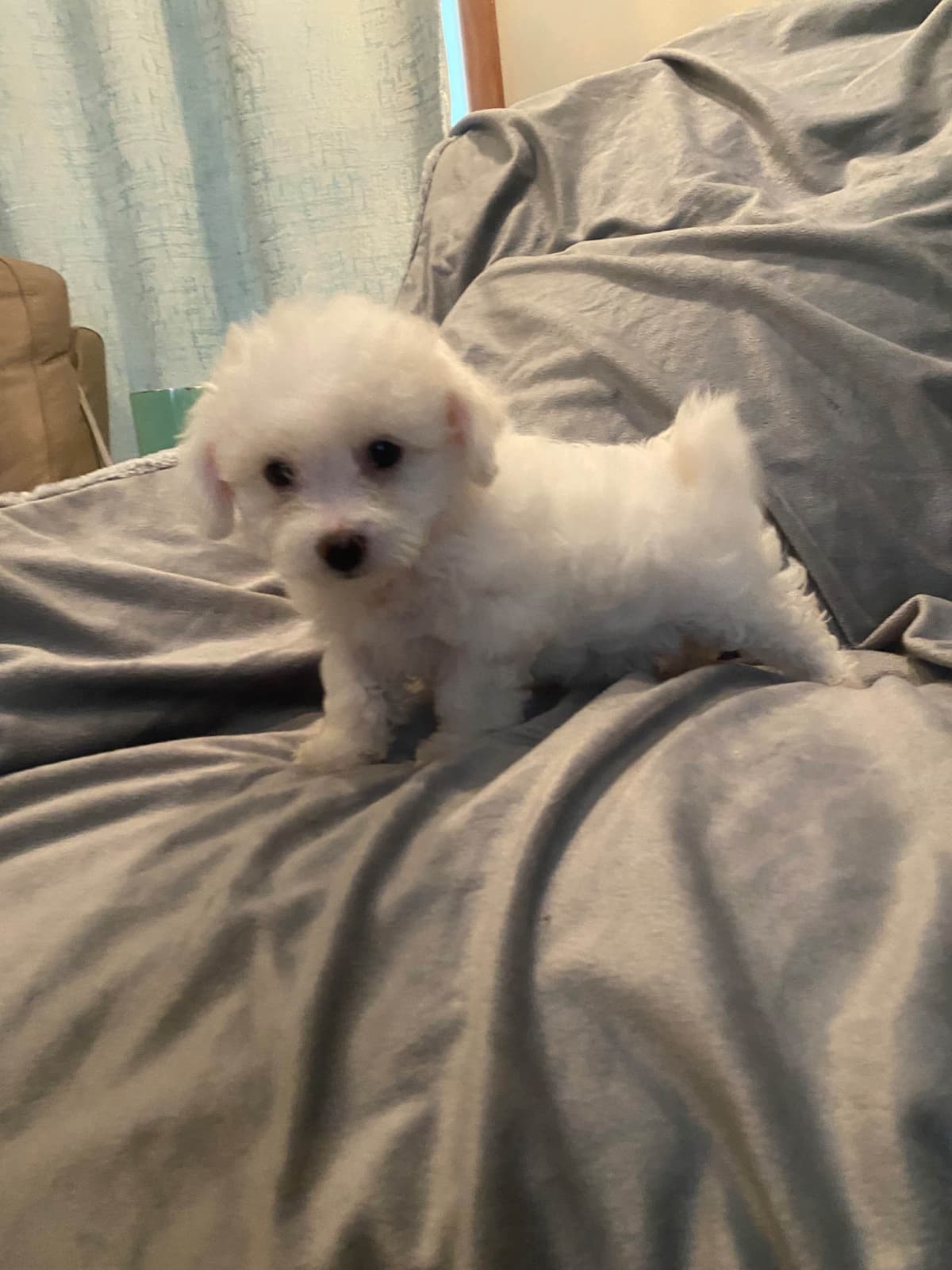 Bichon Frise Puppies 8 weeks breeder image 4