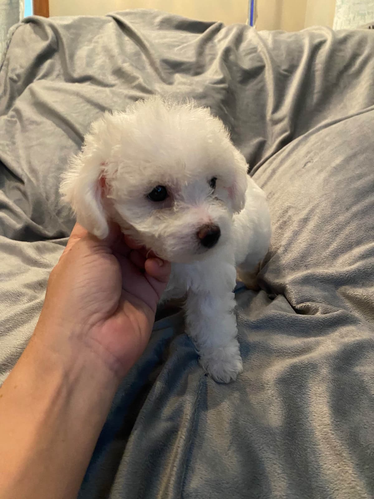 Bichon Frise Puppies 8 weeks breeder image 6