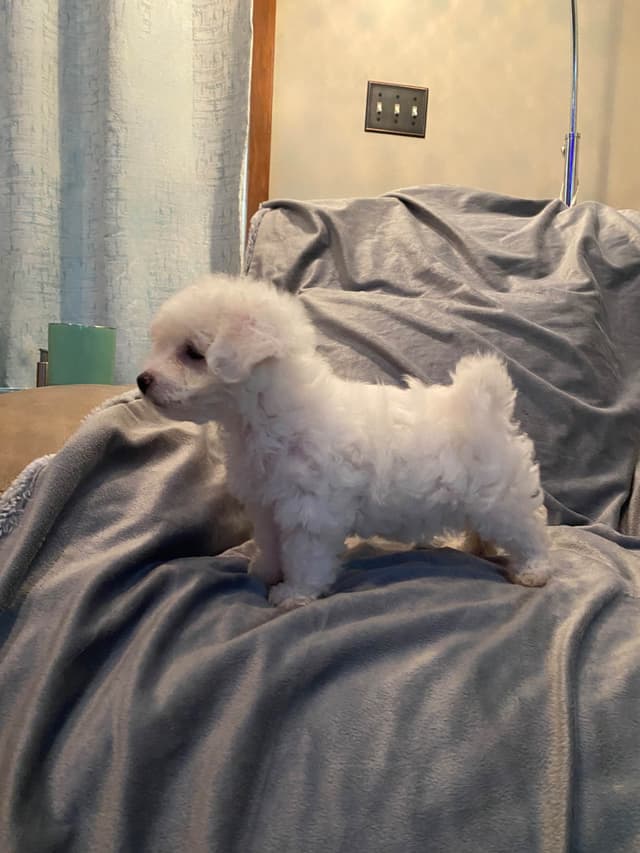 Bichon Frise Puppies 8 weeks media 2