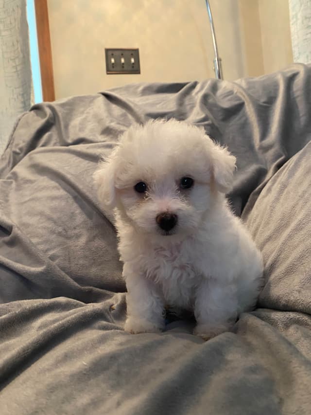 Bichon Frise Puppies 8 weeks media 3