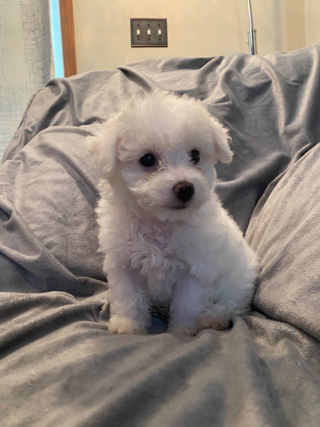 Bichon Frise Puppies 8 weeks media 4