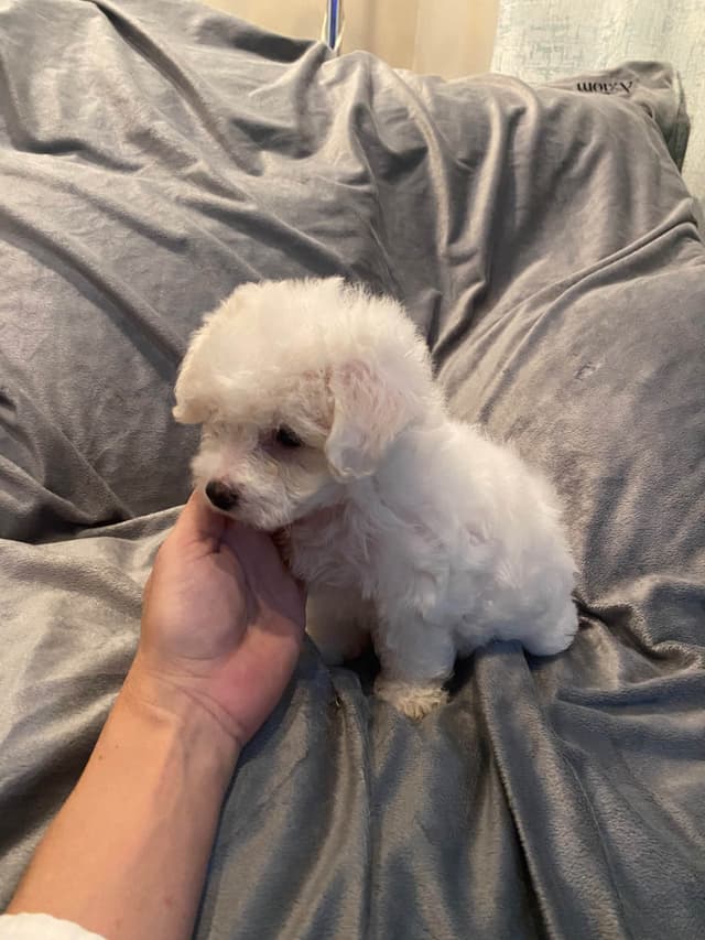 Bichon Frise Puppies 8 weeks media 5