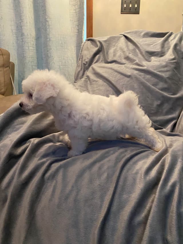 Bichon Frise Puppies 8 weeks media 6