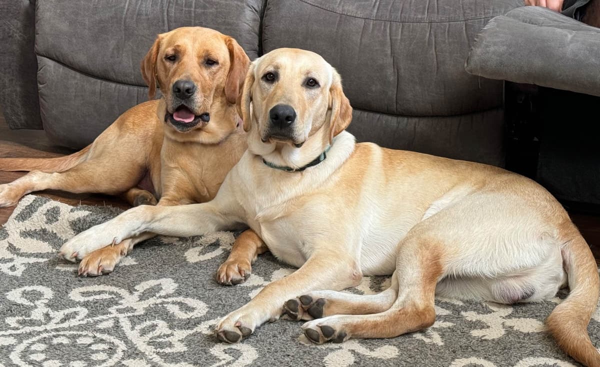 Labrador Retriever Puppies breeder image 1