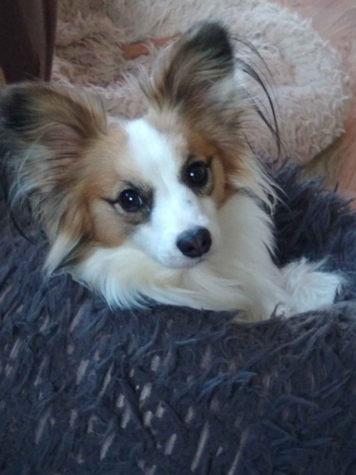 Papillon Puppy AKC for sale. SALE PENDING breeder image 2