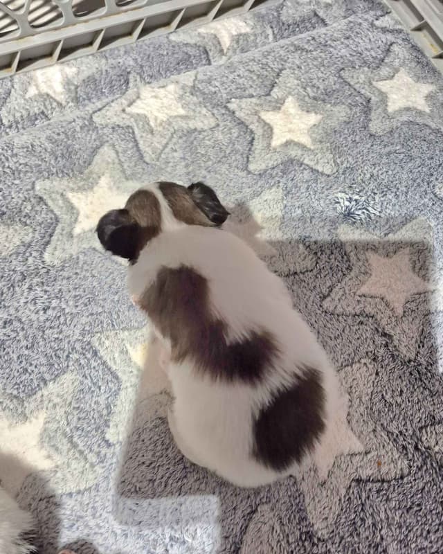 Papillon Puppy AKC for sale.  SALE PENDING media 2