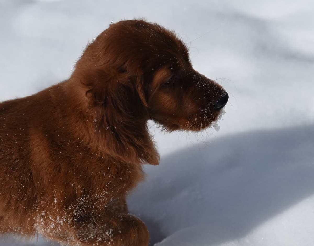 Irish Setter Puppies breeder image 1