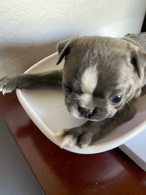 Boston Terrier Puppies media 3