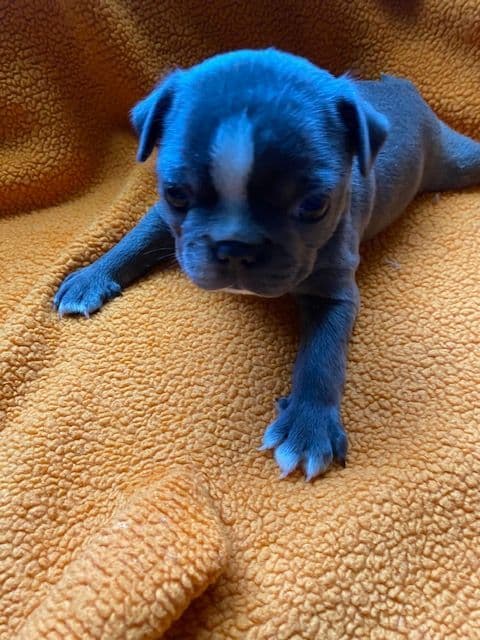Boston Terrier Puppies media 6