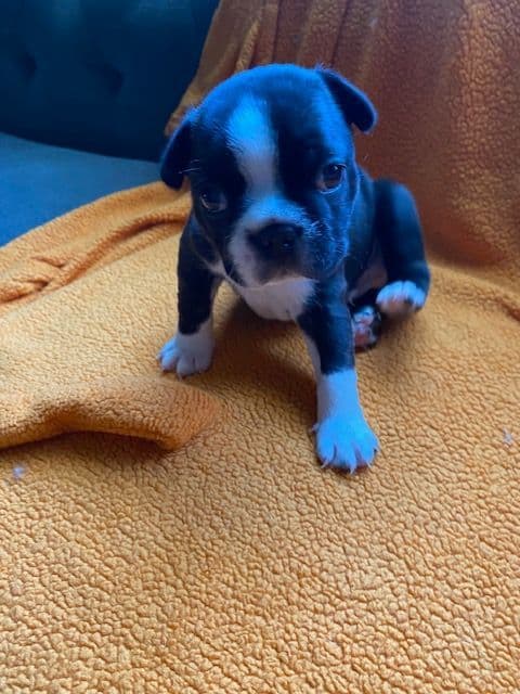 Boston Terrier Puppies media 4