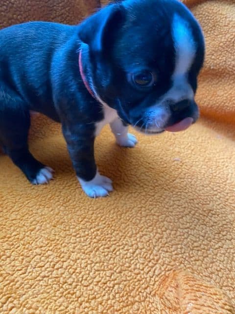 Boston Terrier Puppies media 8