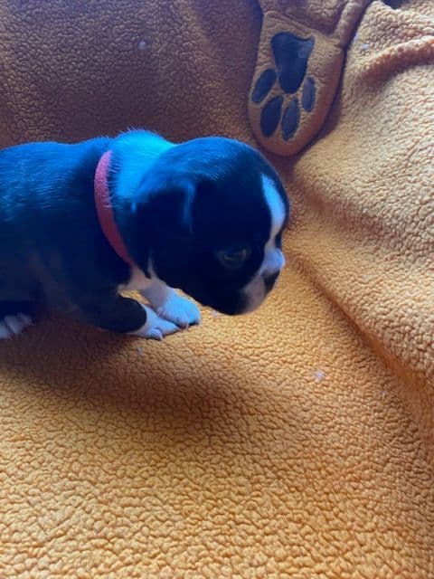 Boston Terrier Puppies media 5